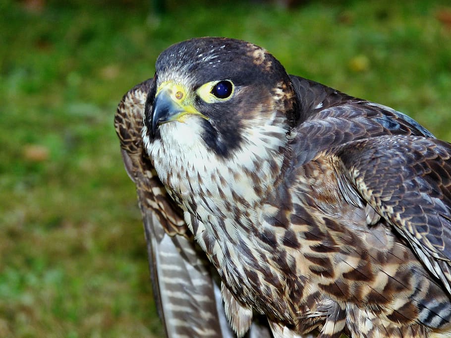 peregrine falcon, animal, birds, falknerrei, bird, animal wildlife, animals in the wild, one animal, vertebrate, bird of prey