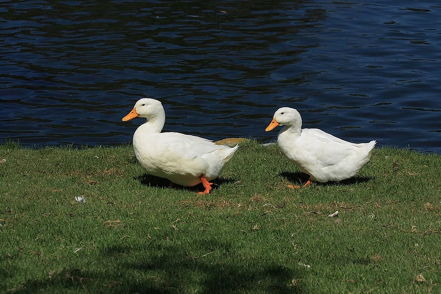ducks, duck, waterfowl, domestic ducks, barnyard ducks, pond, lake, pekin ducks, pekin duck, bird
