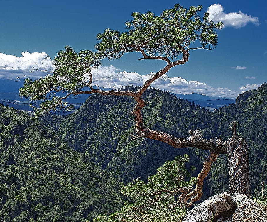 tree, nature, stock photo of the tree, double-jointed and has a stock, coniferous, summer, green, mountains, pieniny, the background