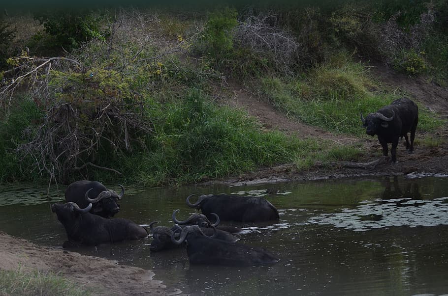 buffalo, dagga bulls, cape buffalo, safari, africa, kruger, south-africa, herbivore, male, wallow