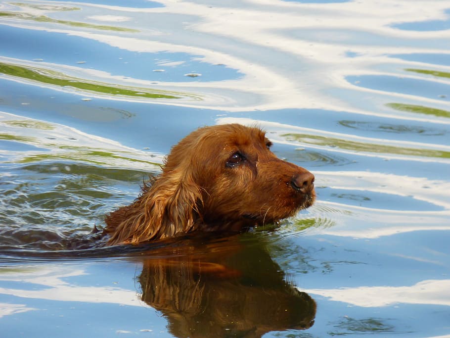 dog, water, river, bathing, the spaniard, brown coat, one animal, animal themes, animal, mammal
