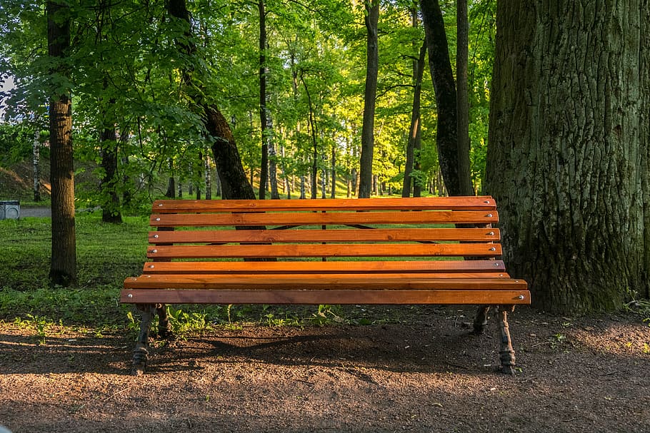 brown wooden bench, Bench, Evening, Progulka, park, wonderful, mood, russia, gatchina, landscape