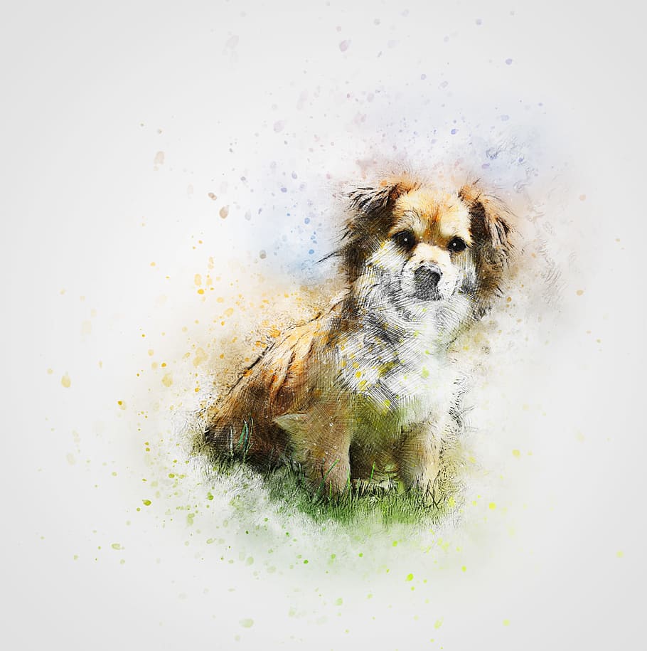 small, long-coated, white, tan, dog sketch, long, coated, dog, sketch, cute