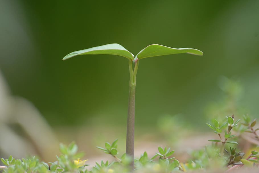 close, view, green, sprout, plant, grow, background, blade, nature, growth