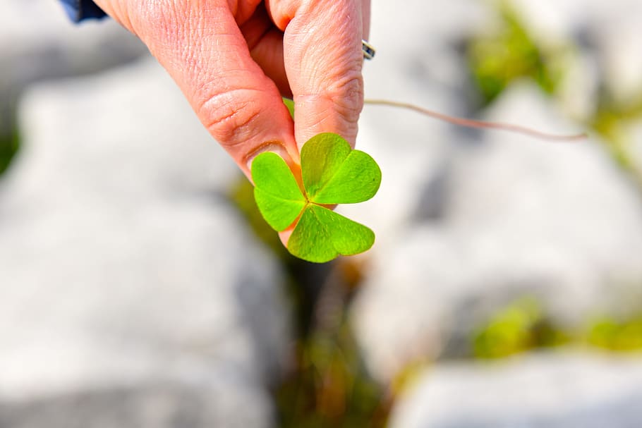 person, holding, green, leaf, Shamrock, Ireland, Europe, Irish, Day, saint