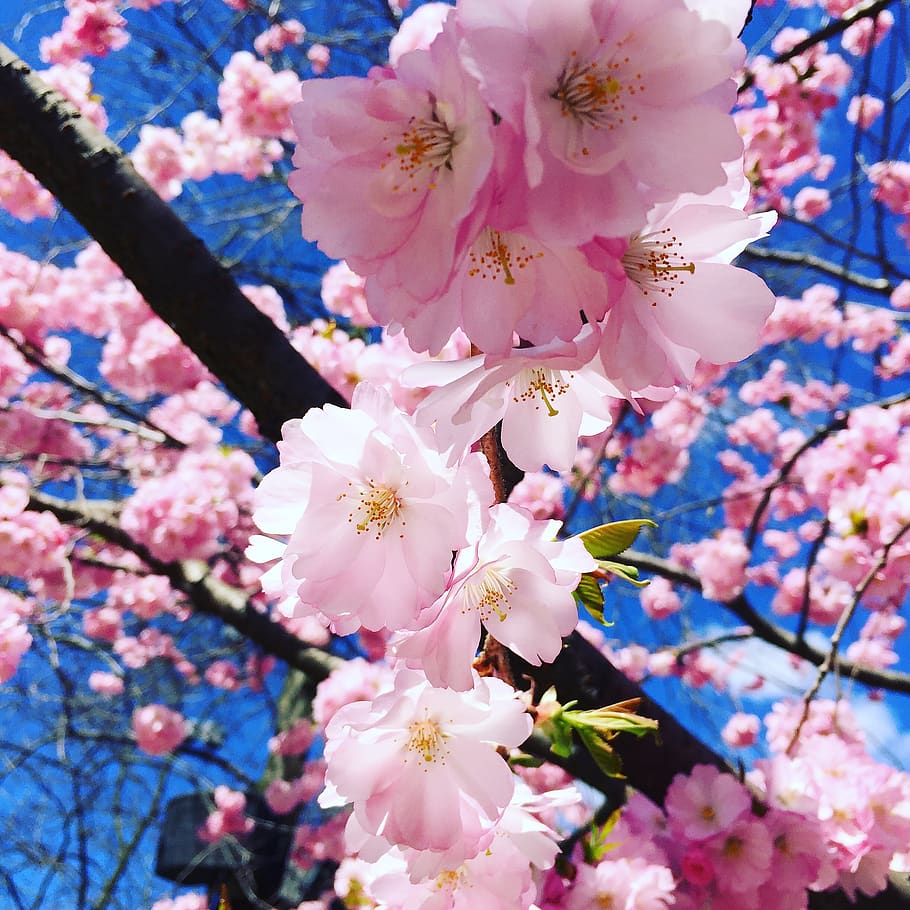 flor, madeira de cerejeira, árvore, flores, árvore florescente, flores de cerejeira, cereja, rosa, primavera, árvore de cereja