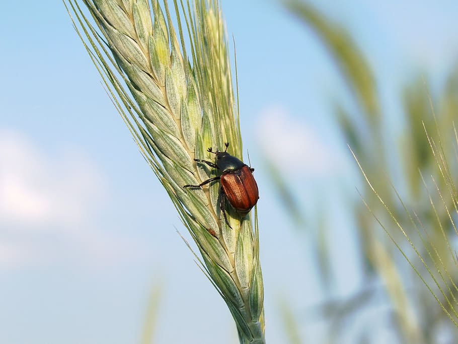 beetle, pest, agriculture, insect, triticale, crop, cereal plant, plant, animal, animal themes