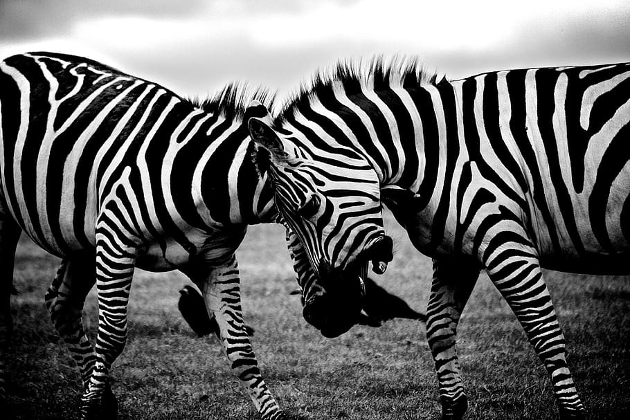 zebras, animais, preto e branco, zebra, listrado, temas de animais, mamífero, animal, grupo de animais, vida selvagem animal