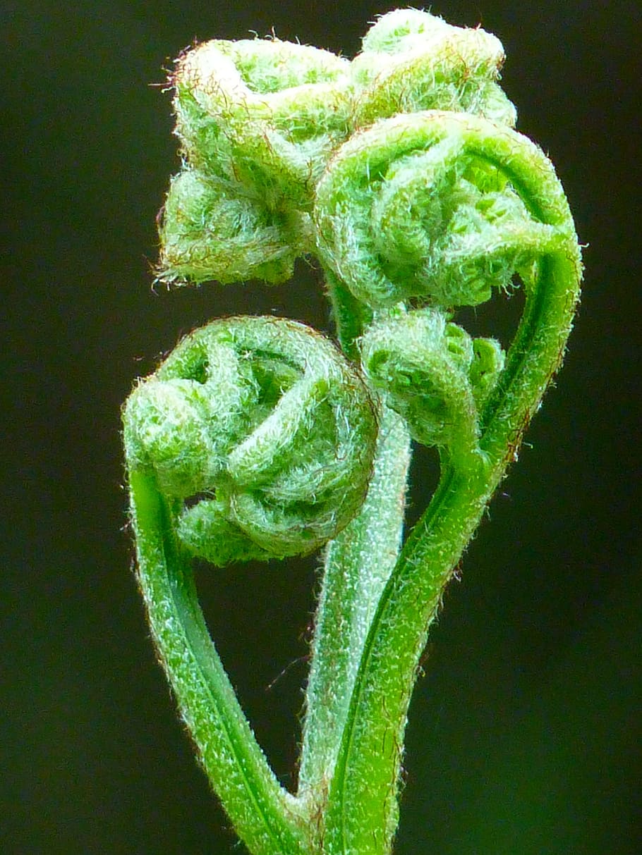 Fern, Fiddlehead, Roll Out, Green, Plant, green, plant, green color, vegetable, close-up, freshness