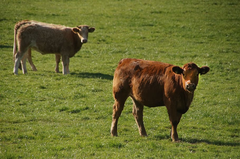 Cow, Animal, Cattle, Pasture, Landscape, graze, happy cows, milk cow, mammals, herbivores