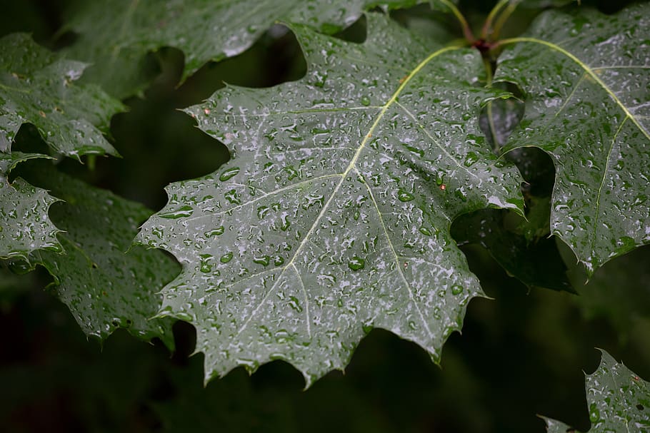 wet, leaves, droplets, water, rain, environment, nature, outdoors, trees, oak