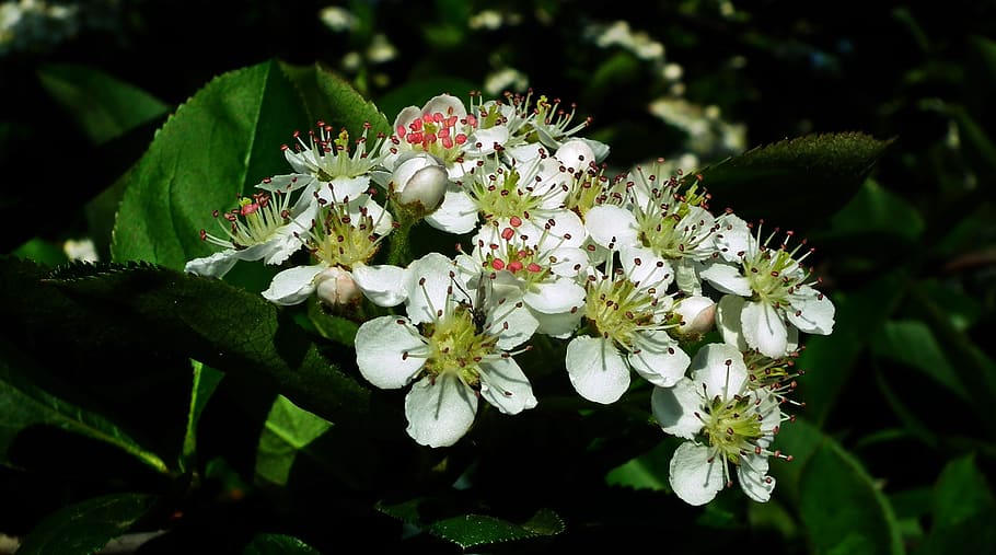nature, aronia, sprig, flower, plant, leaf, flowering plant, freshness, beauty in nature, growth