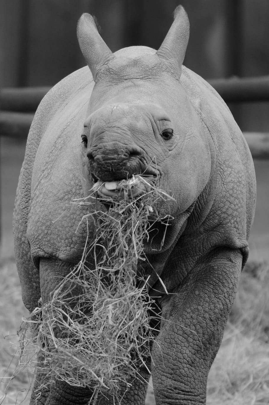 Rhino, Baby, Rhinoceros, Animal, Mammal, baby rhinoceros, calf, power supply, food, outdoors