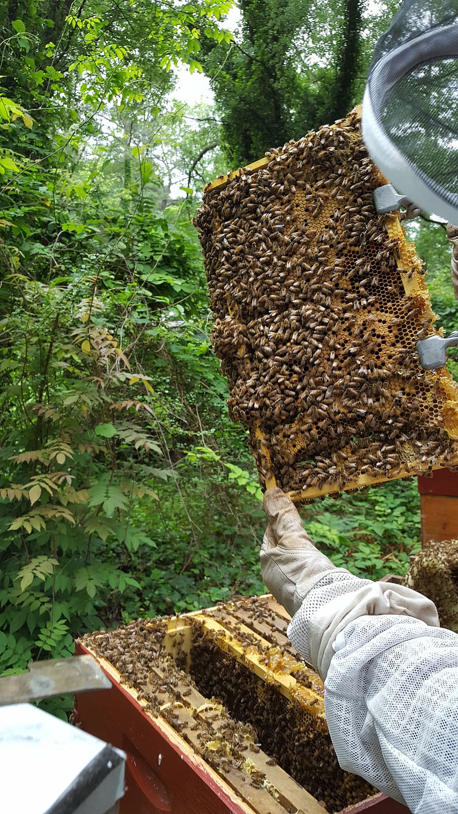 savethebees, abelhas, mel, urbanbeeman, uma pessoa, apicultura, colméia, planta, crescimento, natureza