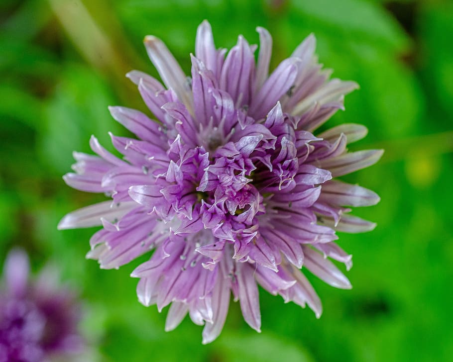 flower, chives, purple, purple-chives, spring, petal, flowering plant, beauty in nature, freshness, plant