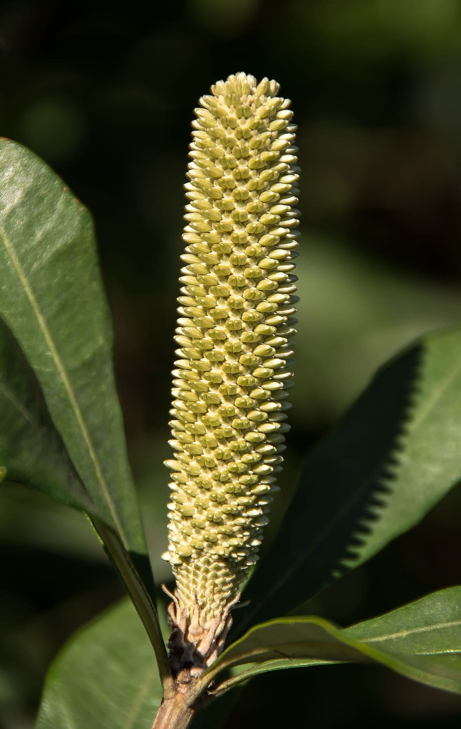 banksia, flower, bud, banksia integrifolia, coast, bloom, australia, native, yellow, nectar