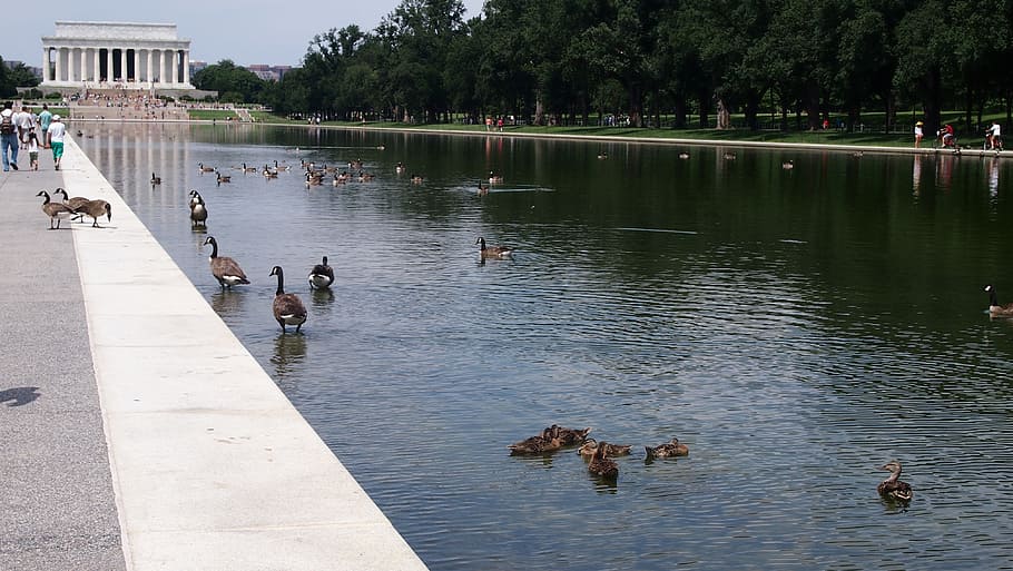 lincoln memorial, usa, washington, seat of government, water, bird, group of animals, animal, vertebrate, animals in the wild