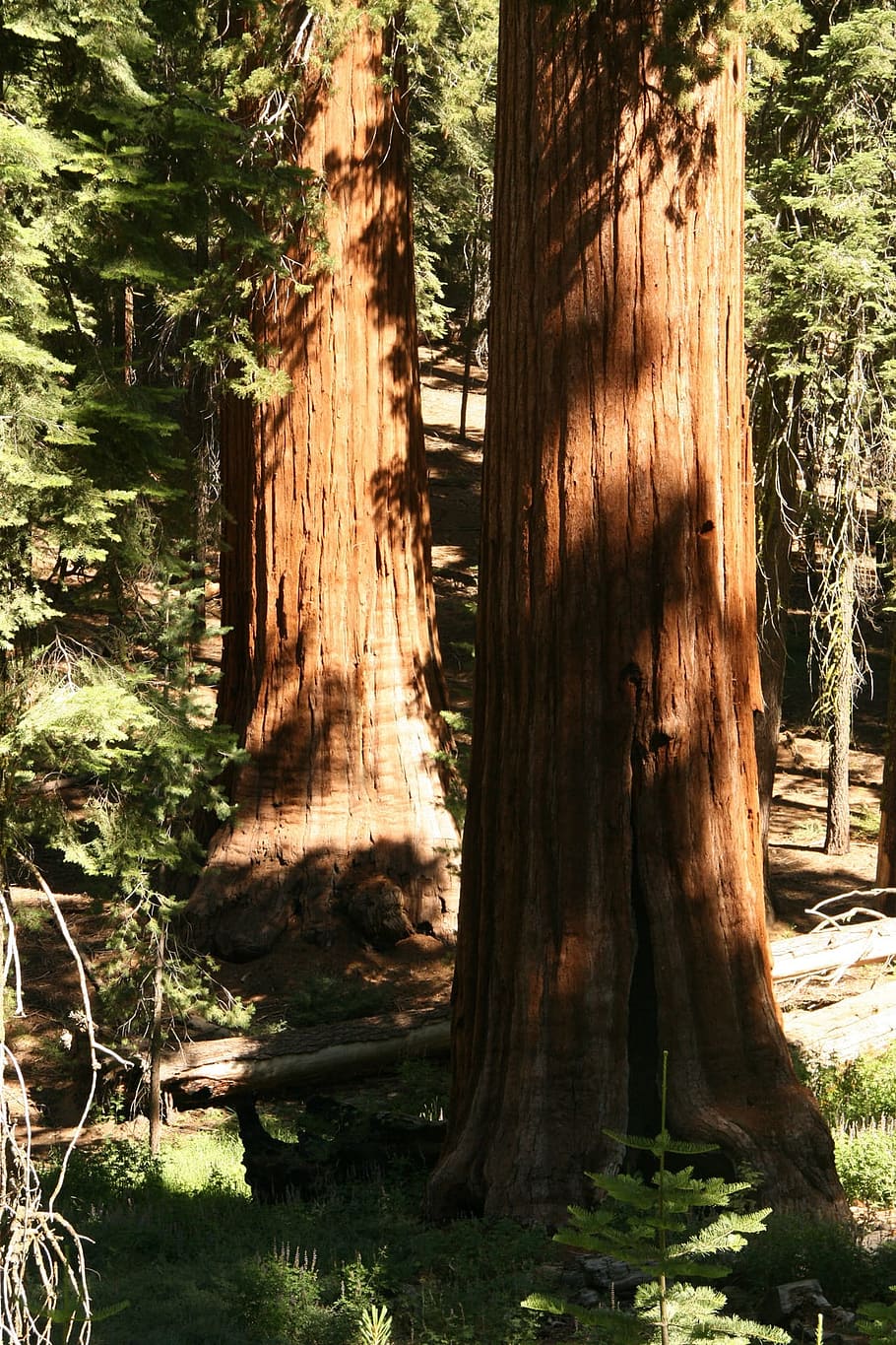 Redwood, Pohon, Raksasa, Yosemite, Taman, alam, nasional, tinggi, indah, lingkungan