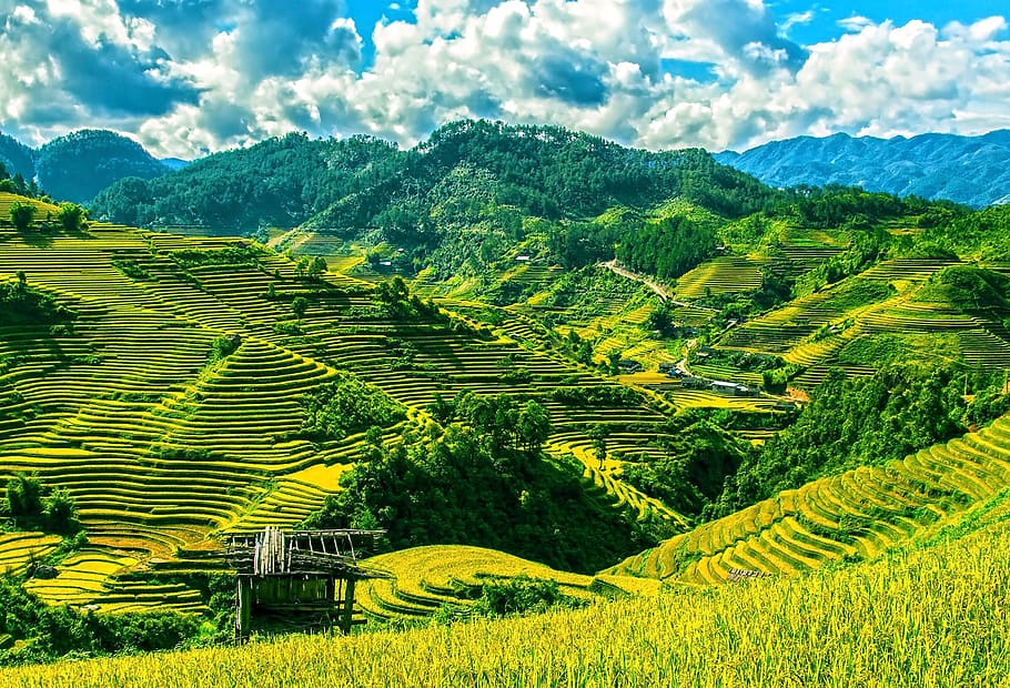 green, terraces, daytime, rice terraces, rice fields, mu cang chai, yen bai, vietnam, agriculture, farm