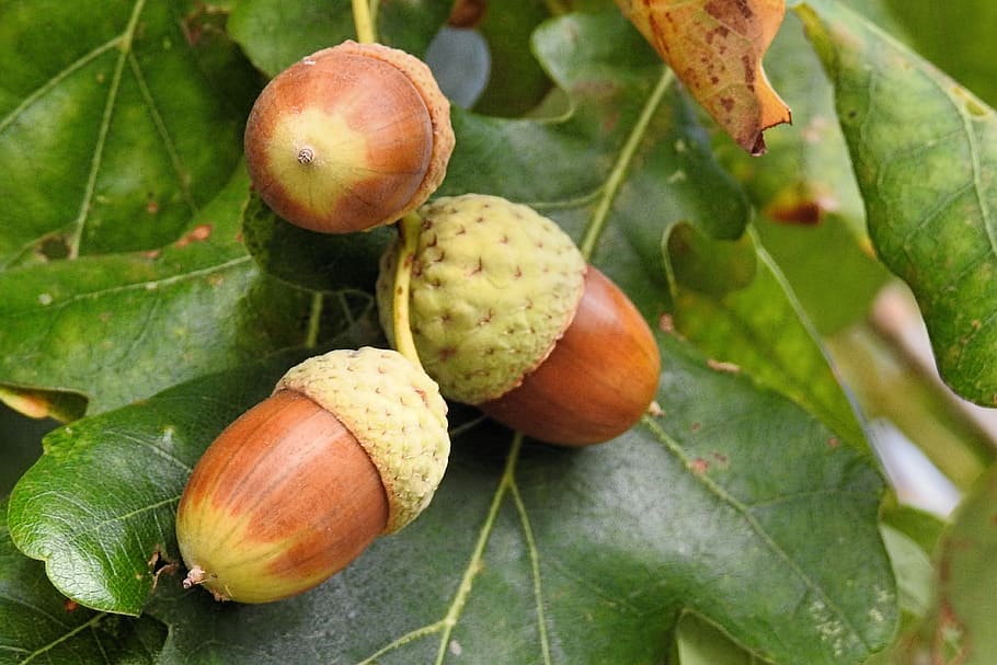 autumn, acorns, leaves, nature, oak, tree, food, food and drink, leaf, plant part