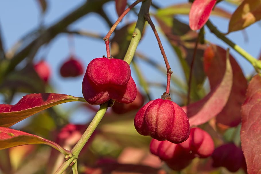 spindle, euonymus europaeus, copef copes, imam cape perl, spill tree, spindle tree, fortunei, racun, merah, alam