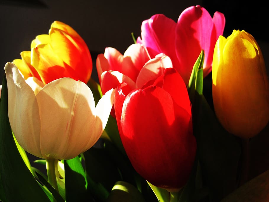 tulips, light and shadow, flowers, spring flower, color, colorful, colorful tulips, tulip flower, lighting, blossomed