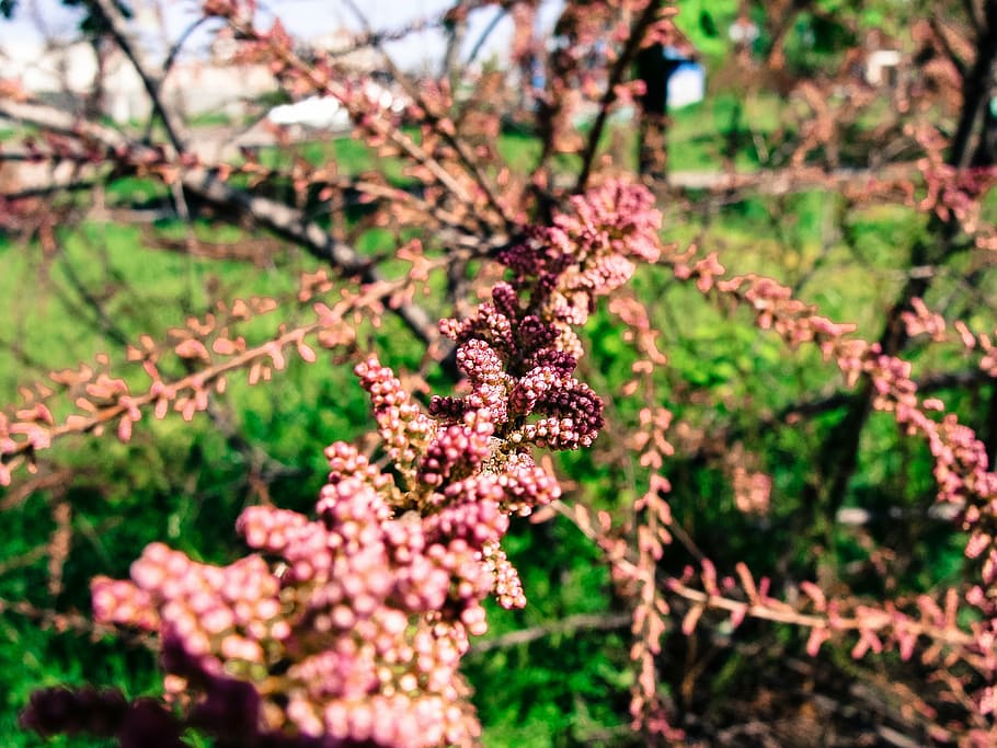 tree, pink, flowers, closeup, red, leaf, plant, green, grass, fruit