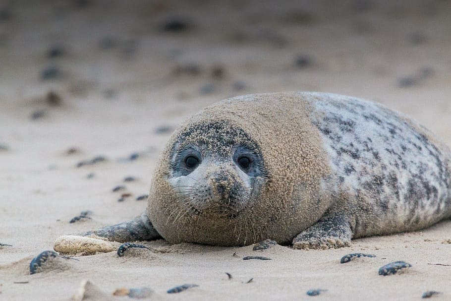 gray, sea lion, lying, white, sand, grey seal, robbe, halichoerus grypus, beach, dune