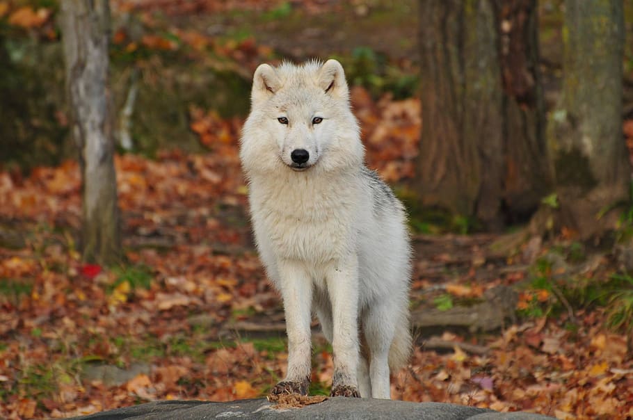 lobo, canino, primer plano, blanco, perro, foco, piel, lobo blanco, salvaje, vida silvestre