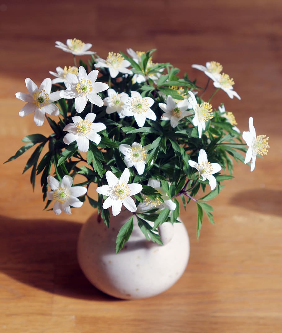 white, flowers, vase, wood anemone, spring, bouquet, spring flowers, anemones, spring flower, flower