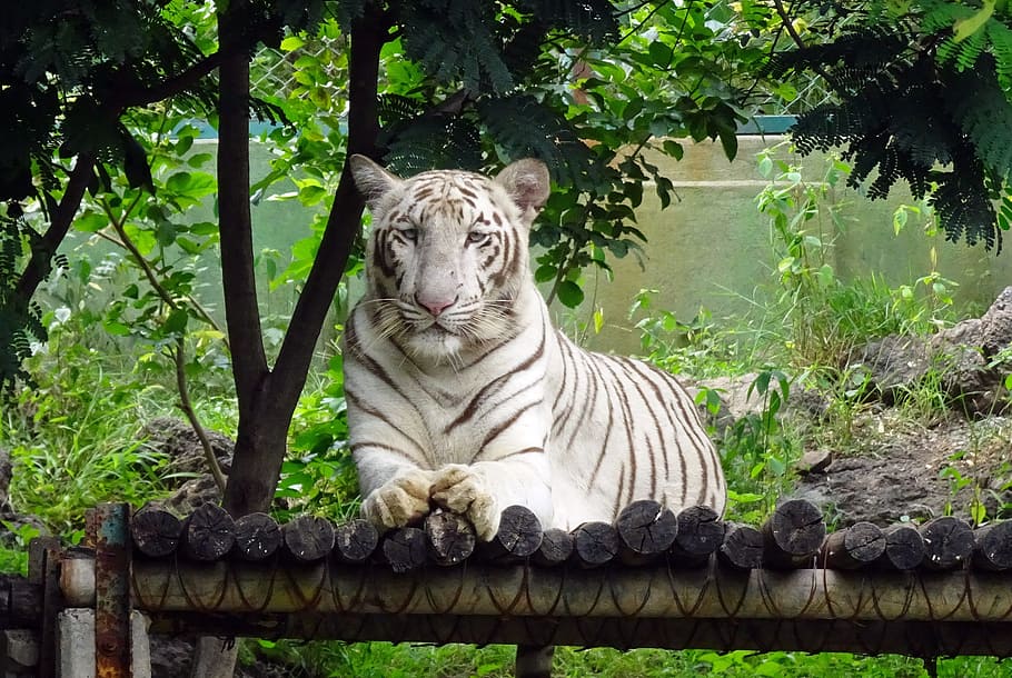 tigre, tigre blanco, gato, animal, fauna, salvaje, felino, depredador, grande, mamífero