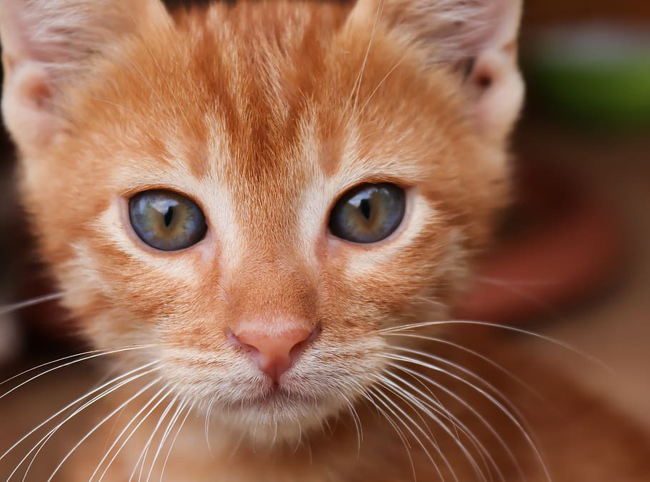 kucing, merah, kecil, anak kucing, kucing bayi, menghadapi, wajah kucing, merapatkan, mackerel kucing merah, potret