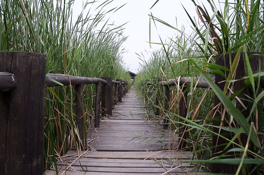 henan, chen bridge, wetlands, plant, growth, nature, wood - material, day, grass, tranquility