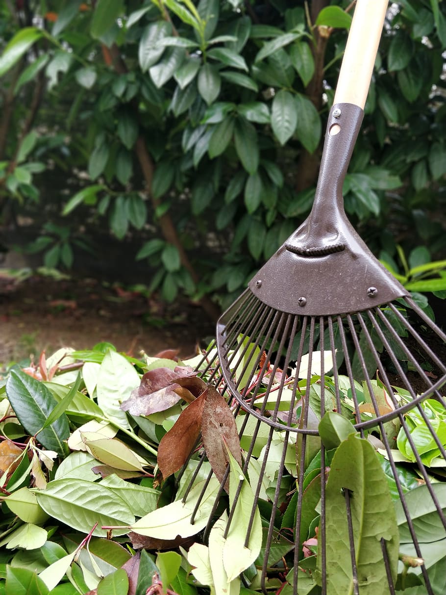 gardening, leaves, rake, shrub, plant part, plant, leaf, growth, green color, nature