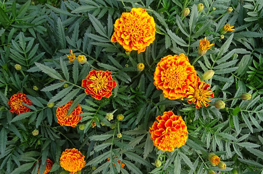 french marigold, flower, flora, plant, garden, bloom, nature, blossom, season, annual
