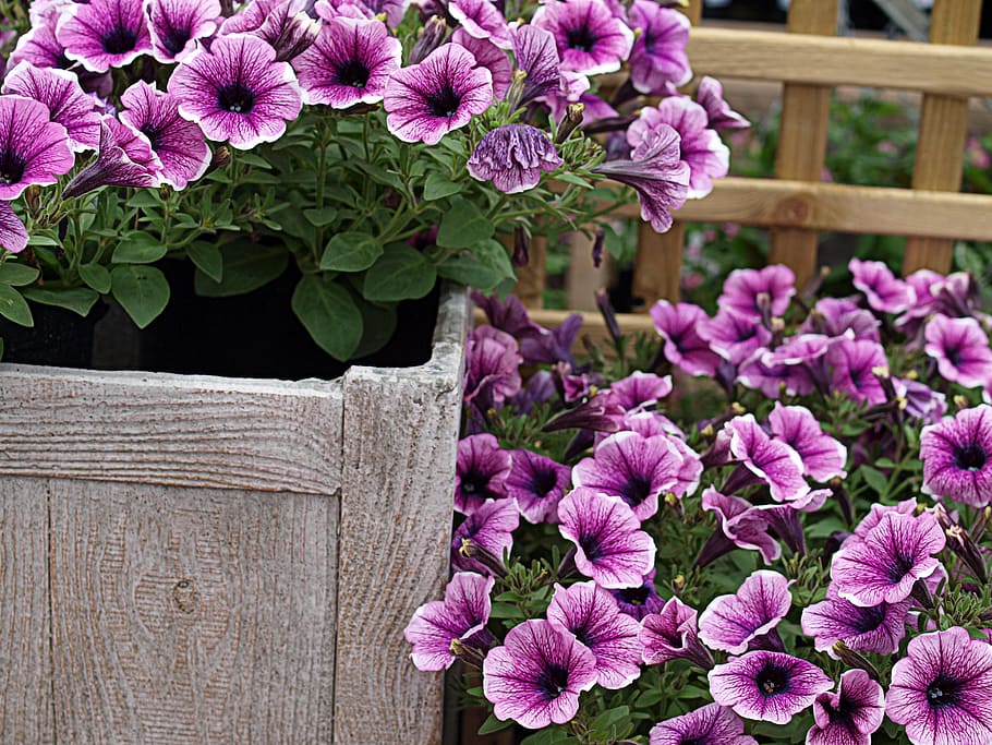 pot, garden flowers, petunia, flower, flowering plant, plant, beauty in nature, pink color, freshness, vulnerability