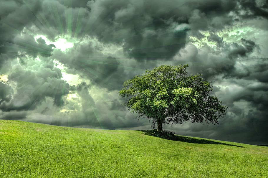green, leafed, tree, gray, sky, oak, grass, nature, clouds, dramatic