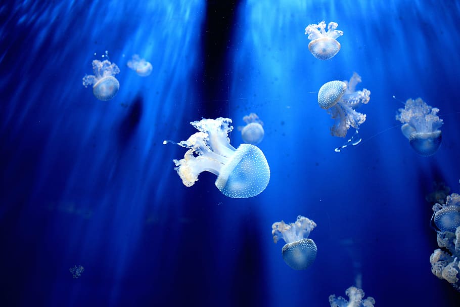 grupo, medusa, bajo el agua, acuario, azul, agua, océano, profundo, picadura, vida marina