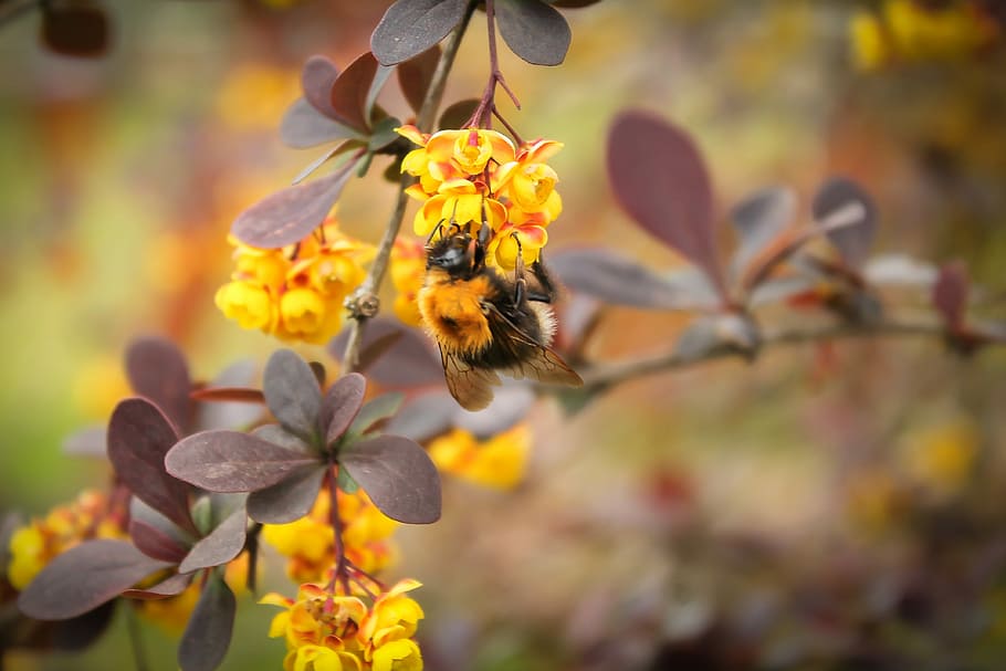 Bumblebee, Tanaman, Makro, Bunga, bunga liar kuning, bunga kuning, bidang, alam, fokus pada latar depan, di luar ruangan