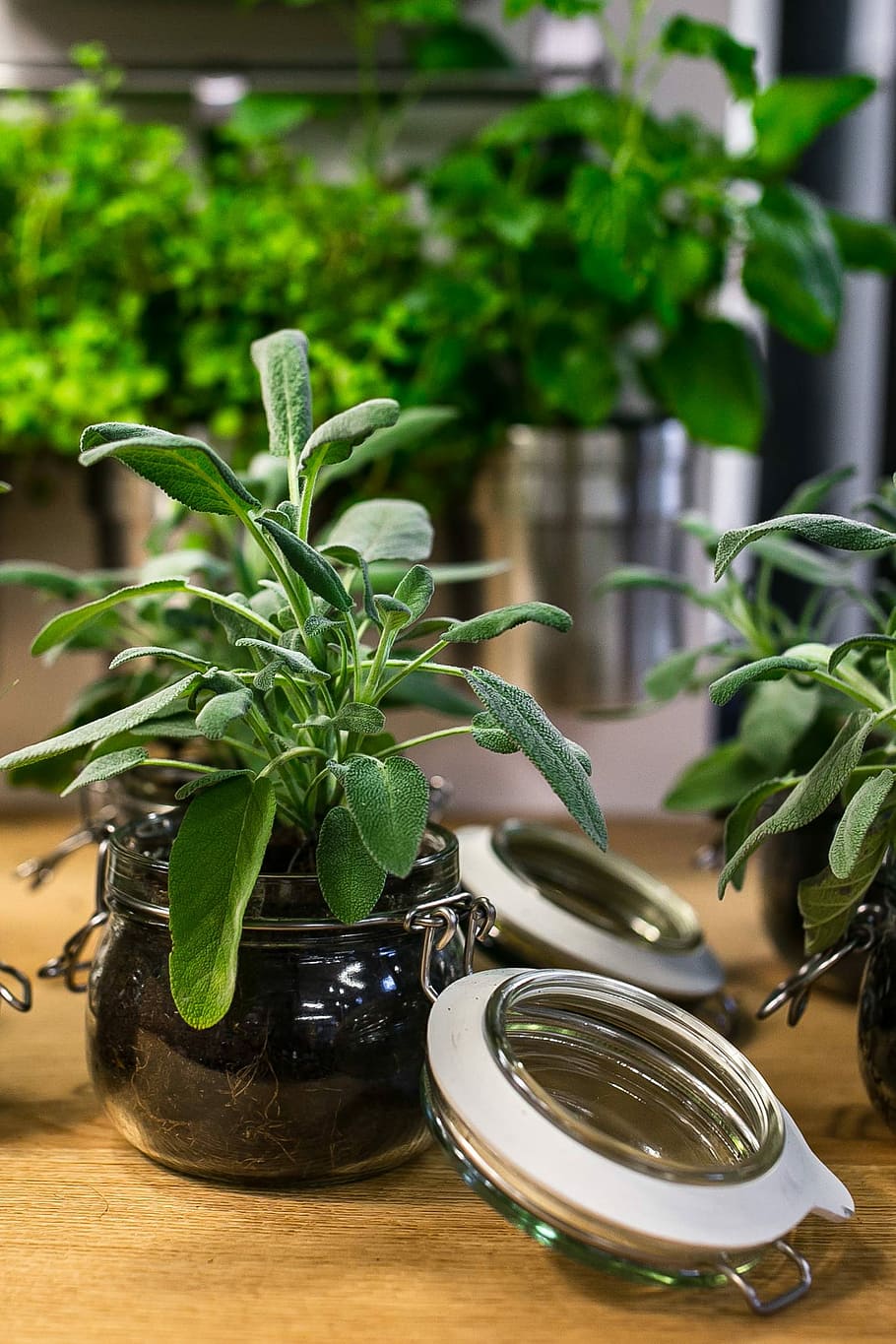green, plants, glass jars, table, Green plants, plant, pot, jar, leaf, food
