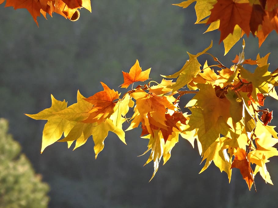 leaves, shades, yellow, colors, fall colors, platanus leaves, banana shade, golden autumn, autumn, leaf