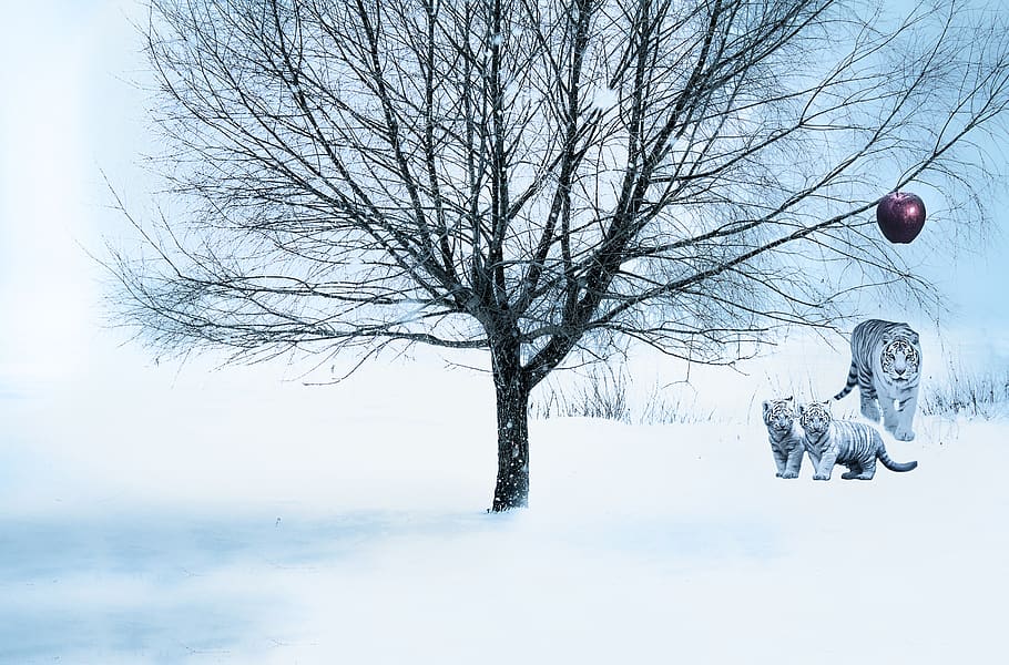tree, snow, tiger, white tiger, apple, red apple, cold temperature, bare tree, winter, branch