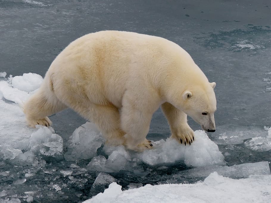 beruang kutub, kutub, air, dingin, terancam, alam, iklim, salju, suhu dingin, tema hewan