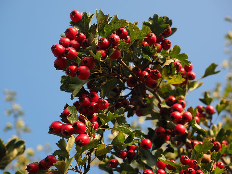 berries, fruits, red, eingriffeliger hawthorn, bush, hedge, leaves, aesthetic, crataegus monogyna, hawthorn