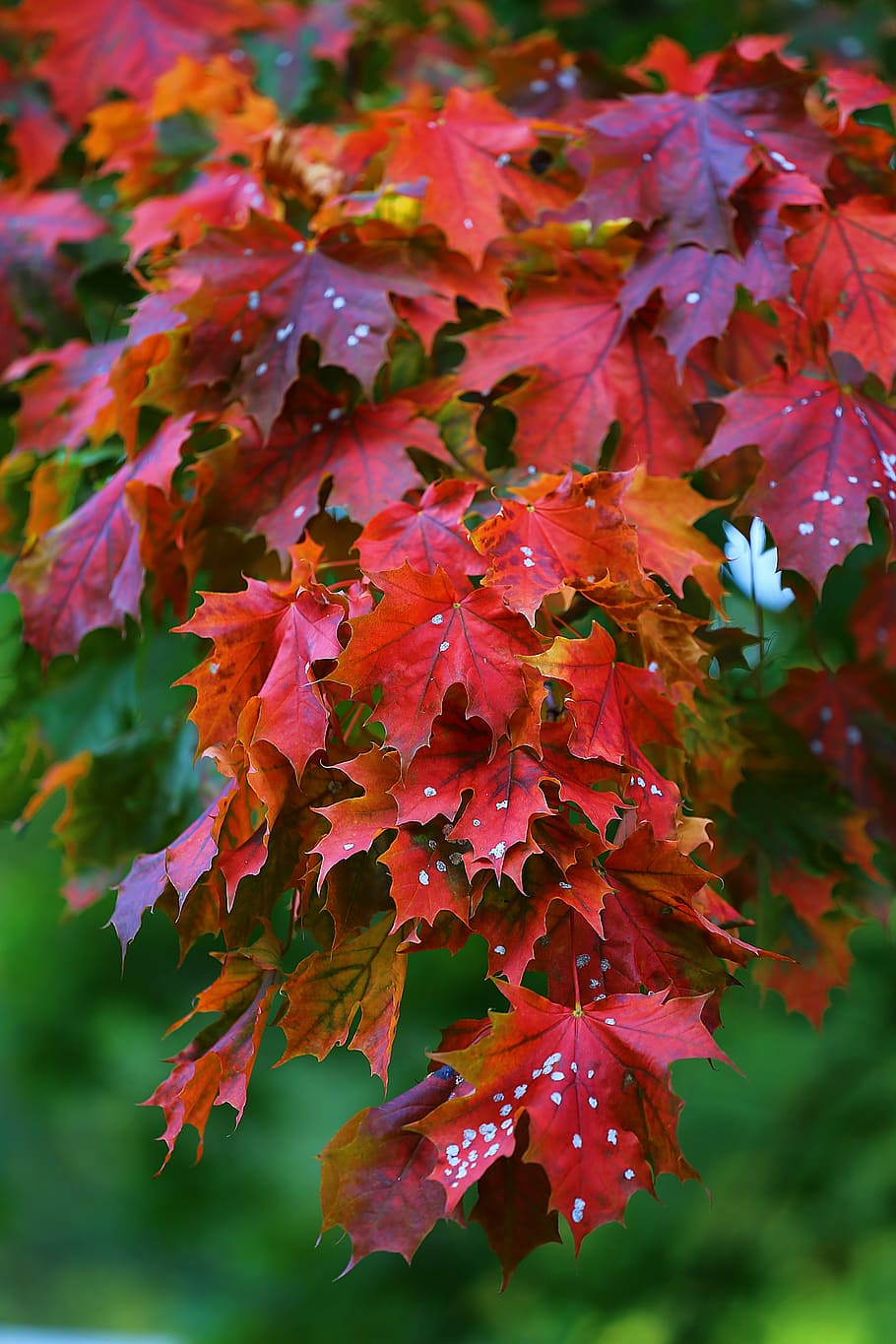 fotografia, vermelho, folha, árvores de folha de bordo, bordo, árvore, folhas, natureza, outono, outono dourado