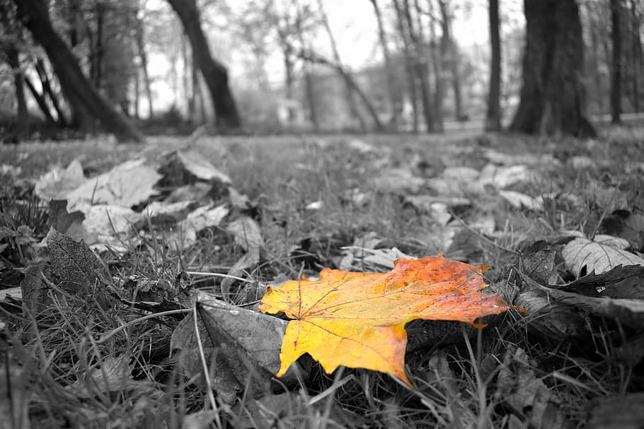 yellow leaves, red leaves, autumn, black and white, dry leaves, foliage, colors, nature, forest, colour