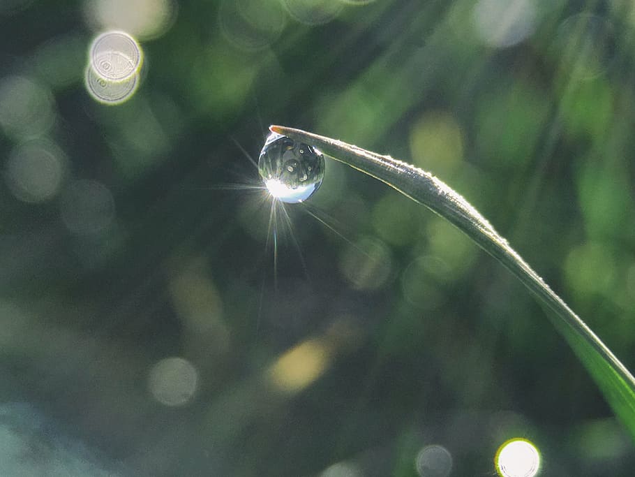 water dew, green, lineared, leafed, plant, water, drop, leaves, bokeh, nature