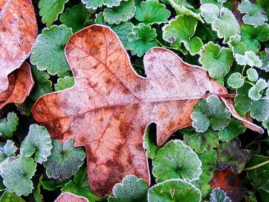 leaf, autumn, season, leaves, plant, green, fall, frost, cold, nature
