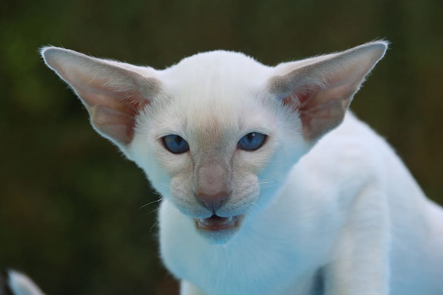 Siamese Cat, Hiss, Ears, Grim, aggressive, kitten, fur, charming, animal, carnivores