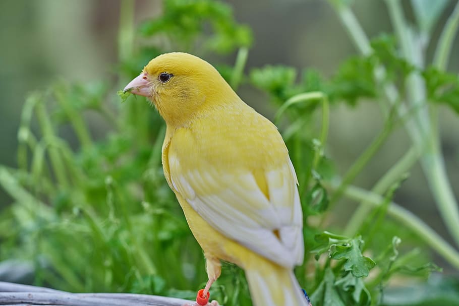 bird, canary bird, eat, treehouse, garden, bird feeder, feeding, feed, animal themes, animal